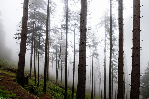 Tall trees in the forest in the mountains covered with the fog