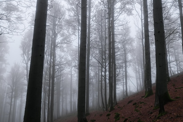 Tall trees in the forest in the mountains covered with the fog