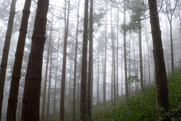 Tall trees in the forest in the mountains covered with the fog