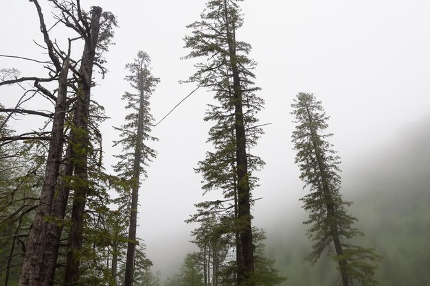 Tall trees in the forest in the mountains covered with the fog