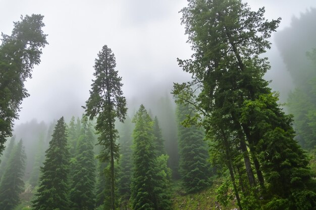 Tall trees in the forest in the mountains covered with the fog