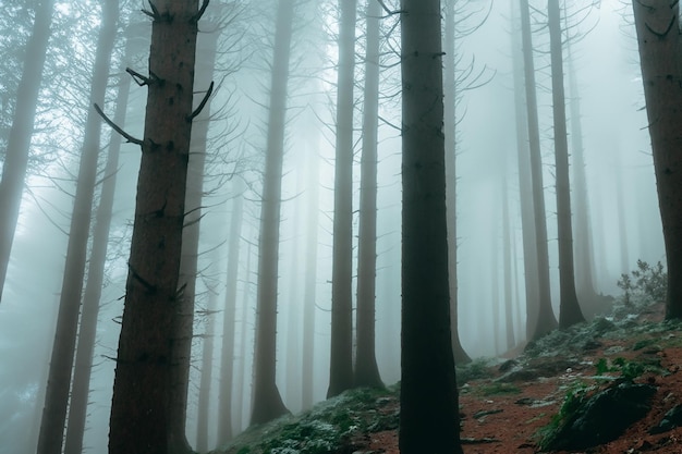 Tall trees in the forest in the mountains covered with the fog