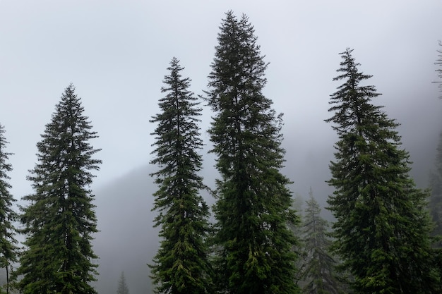 Tall trees in the forest in the mountains covered with the fog