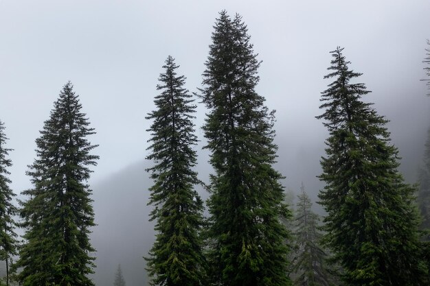 Photo tall trees in the forest in the mountains covered with the fog