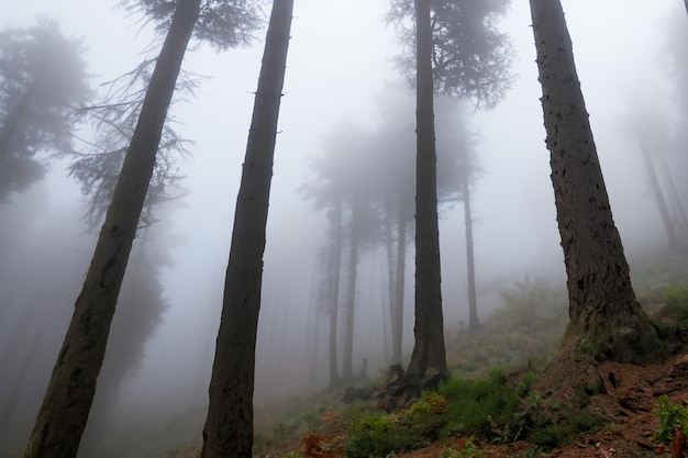 Photo tall trees in the forest in the mountains covered with the fog