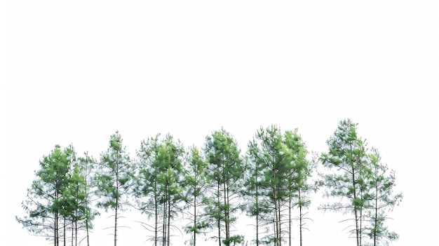 Photo tall trees isolated on white background generative ai