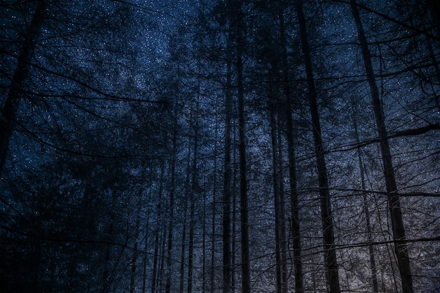 Tall trees at night against sky