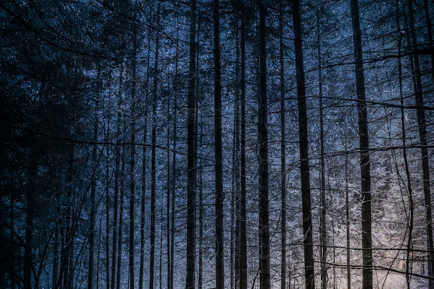 Tall trees at night against sky