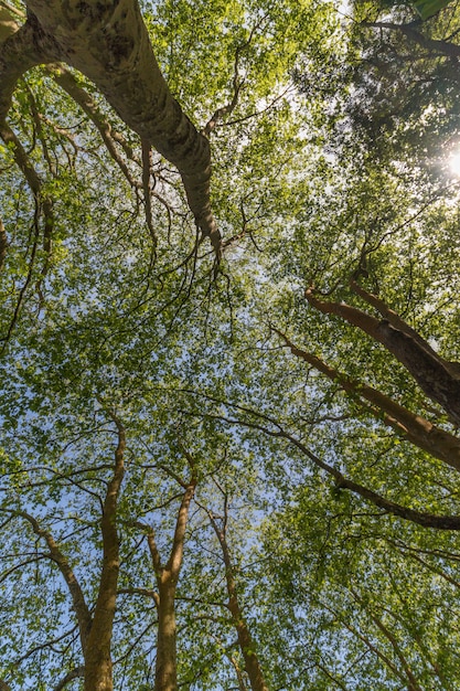 Tall trees in spring