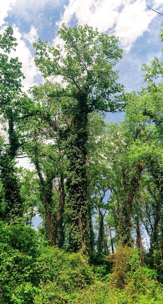 Tall trees in a subtropical liana forest