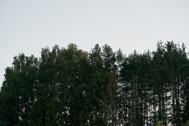 Tall trees during a summer evening Landscape picture of the forest after sunset