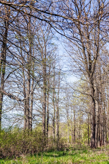 Tall trees with open leaves on early grass on a sunny spring day. Vertical.