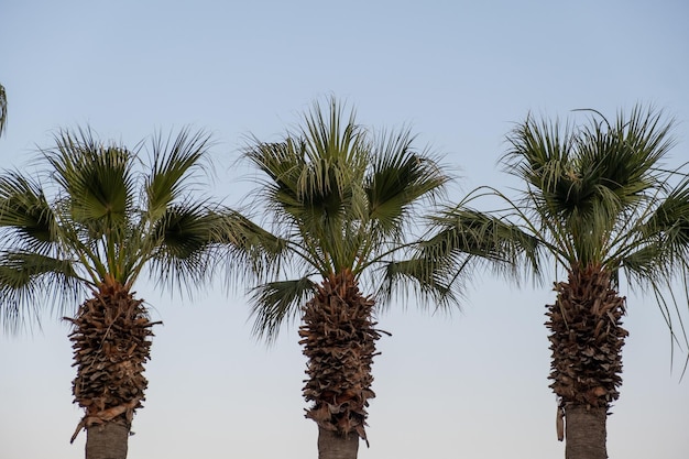 Tall tropical palm trees against the blue sky closeup