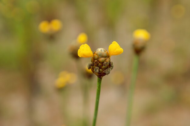 Tall Yellow-eyed Grass flower. Xyridaceae. 