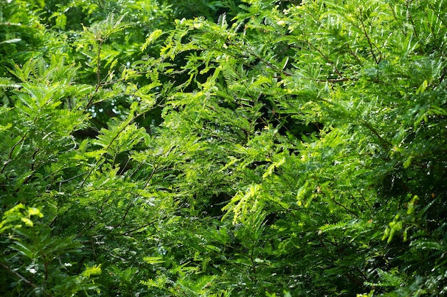 Tamarind leaves on tree background