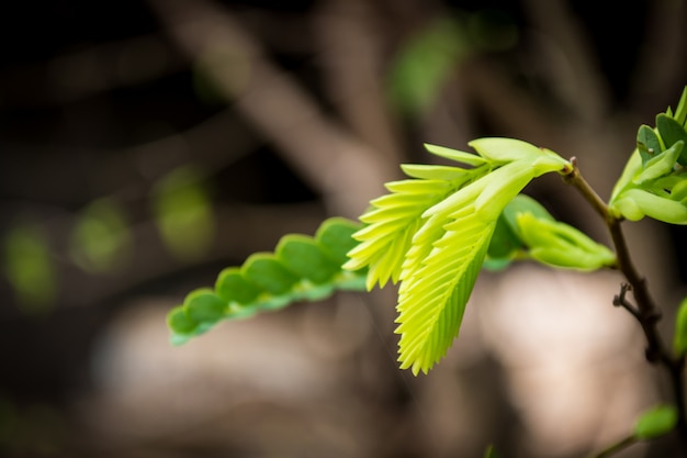 Tamarind leaves