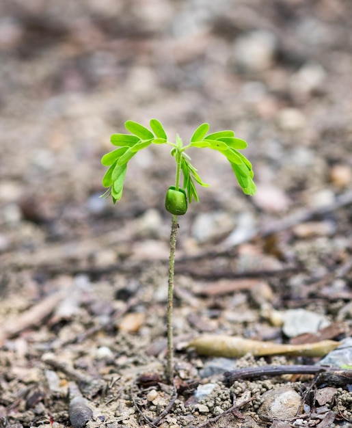 Tamarind sapling growing