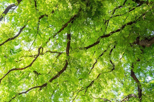 Tamarind tree branch tracery spread