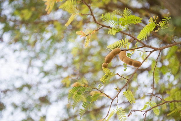 Tamarind on the tree