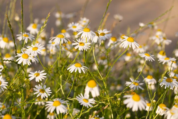 Photo tanacetum parthenium feverfew white yellow flowering plant traditional medicinal daisy herb in summer garden