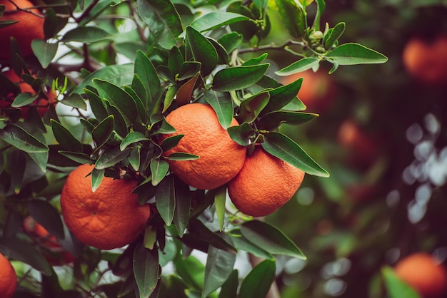 Tangerine garden with fruits