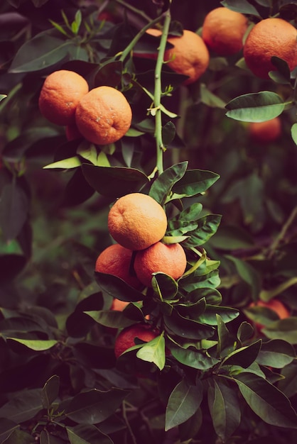 Tangerine garden with fruits