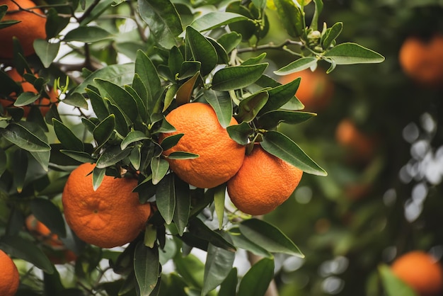 Tangerine garden with green leaves and ripe fruits Mandarin orchard with ripening citrus fruits Natural outdoor food background