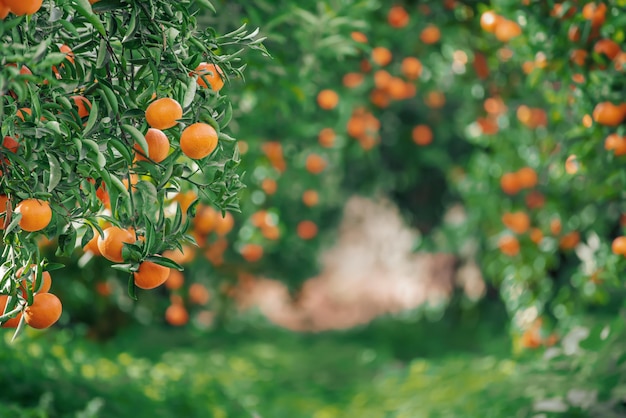 Tangerine sunny garden with green leaves and ripe fruits. Mandarin orchard with ripening citrus fruits. Natural outdoor food background