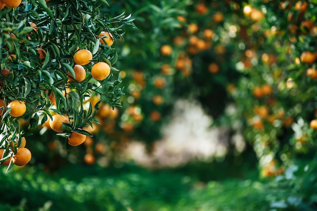 Tangerine sunny garden