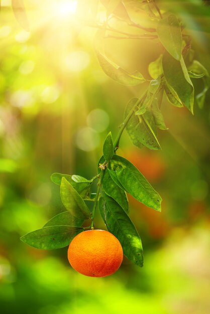 Tangerine sunny garden