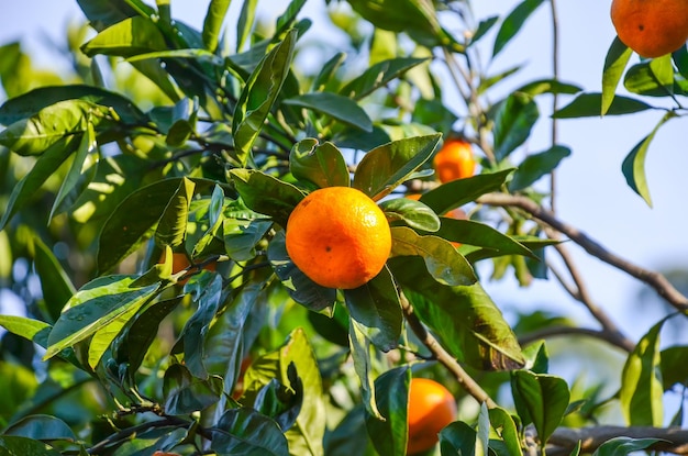 Tangerine tree in a botanical garden Batumi Georgia