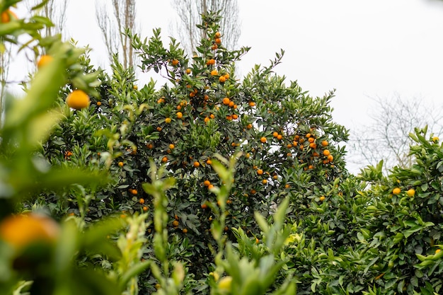 Tangerine tree with ripe orange tangerine fruits on branches