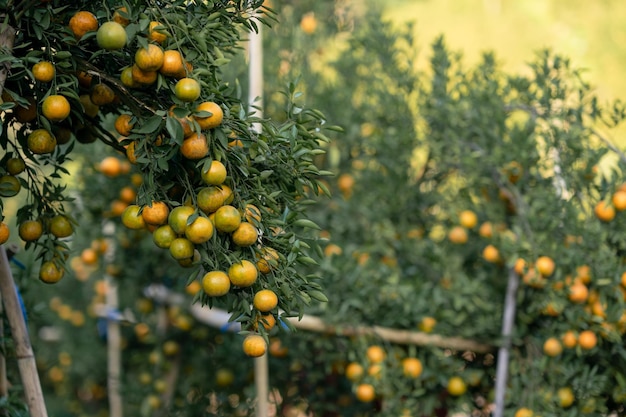 Tangerines or Sai Nam Phueng Orange farm