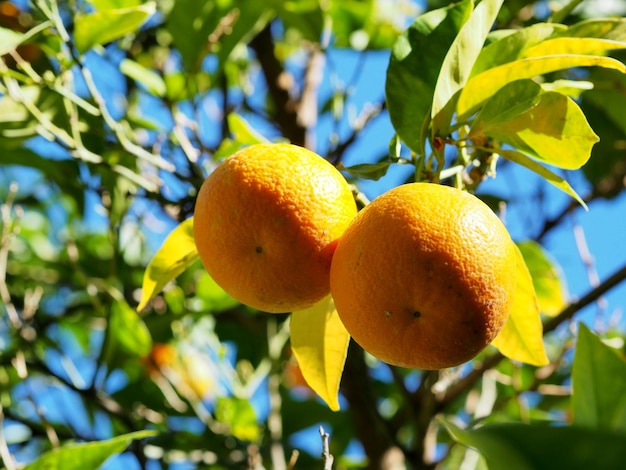 Tangerines on a tangerine tree Closeup