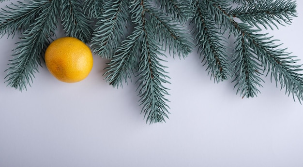 Tangerines on a white background with a branch of a Christmas tree