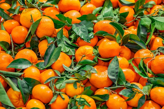 Tangerines with leaves whole in bulk on supermarket selective focus