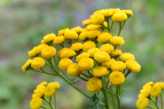 Tansy herb flowers