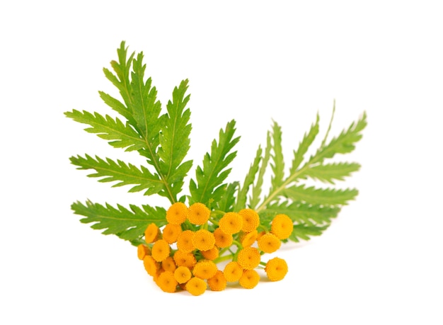 Tansy or Tanacetum vulgare flowers, isolated on white background. Medicinal herbal plant.