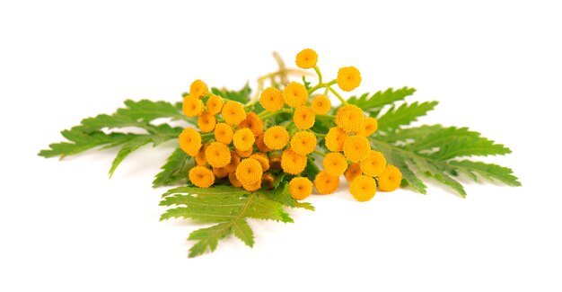 Tansy or tanacetum vulgare flowers isolated on white background medicinal herbal plant