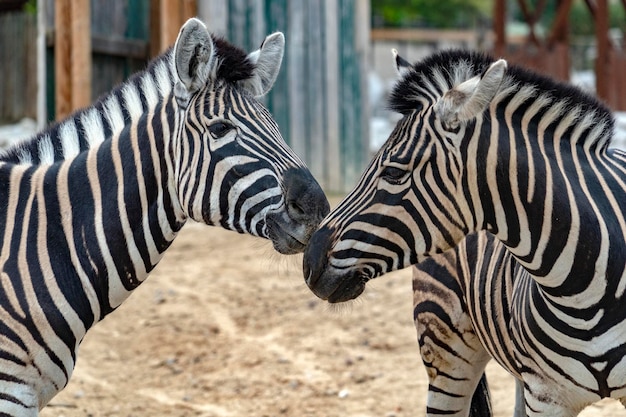 Tanzania zebra