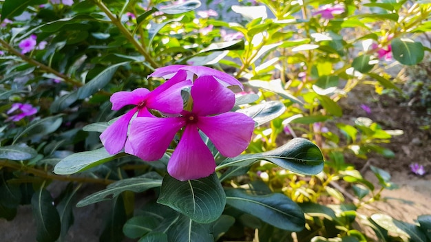 Tapak dara Catharanthus roseus Don is an annual shrub native to Madagascar