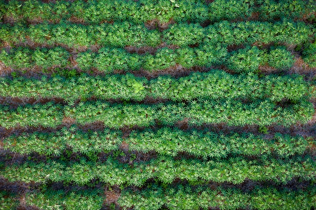 Tapioca farm in agricultural area in Thailand aerial view