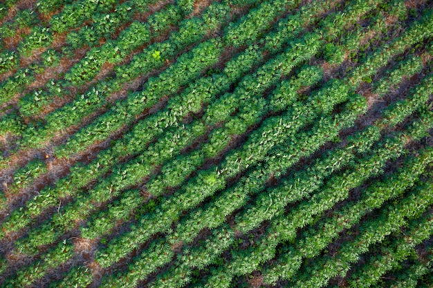 Tapioca farm in agricultural area in Thailand aerial view 