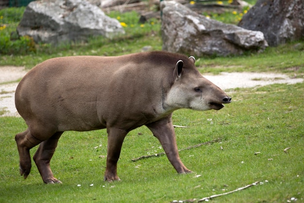 Tapir in a clearing