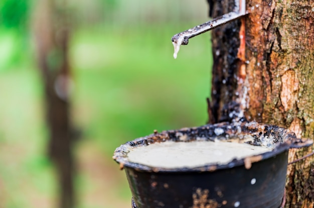 Tapping latex rubber tree, Rubber Latex extracted from rubber tree, harvest in Thailand.