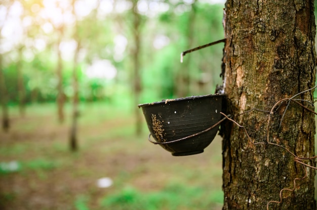 Tapping latex rubber tree, Rubber Latex extracted from rubber tree, harvest in Thailand.