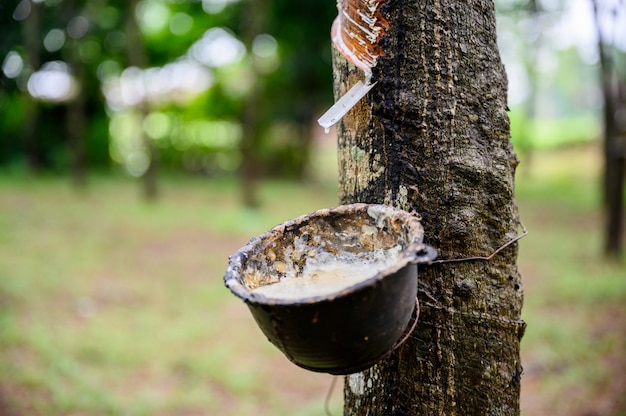 Tapping latex rubber tree, Rubber Latex extracted from rubber tree, harvest in Thailand.