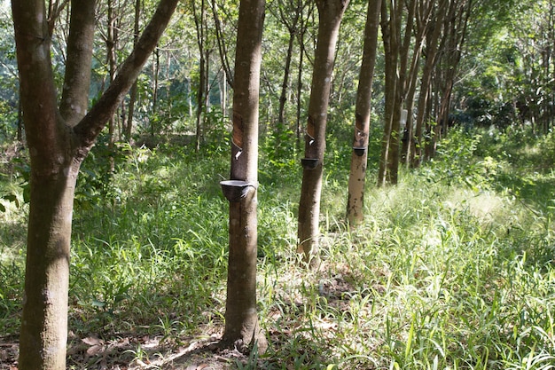 Tapping sap from the rubber tree