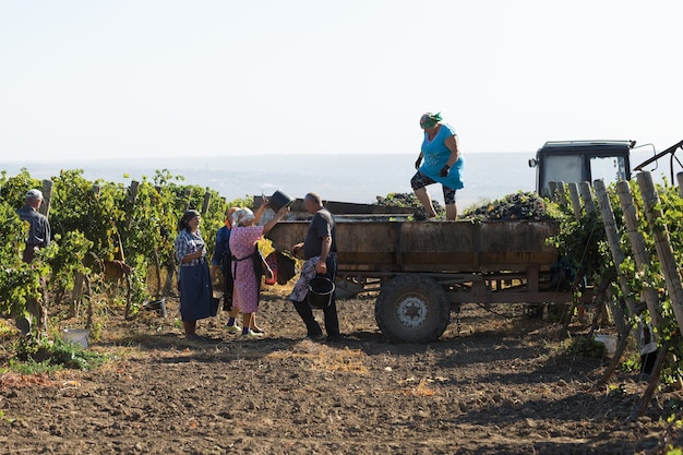 Taraclia, Moldova, 09.15.2020. Farmers harvesting grapes from a vineyard. Autumn harvesting.