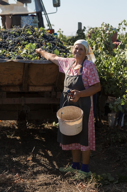 Taraclia, Moldova, 09.15.2020. Farmers harvesting grapes from a vineyard. Autumn harvesting.